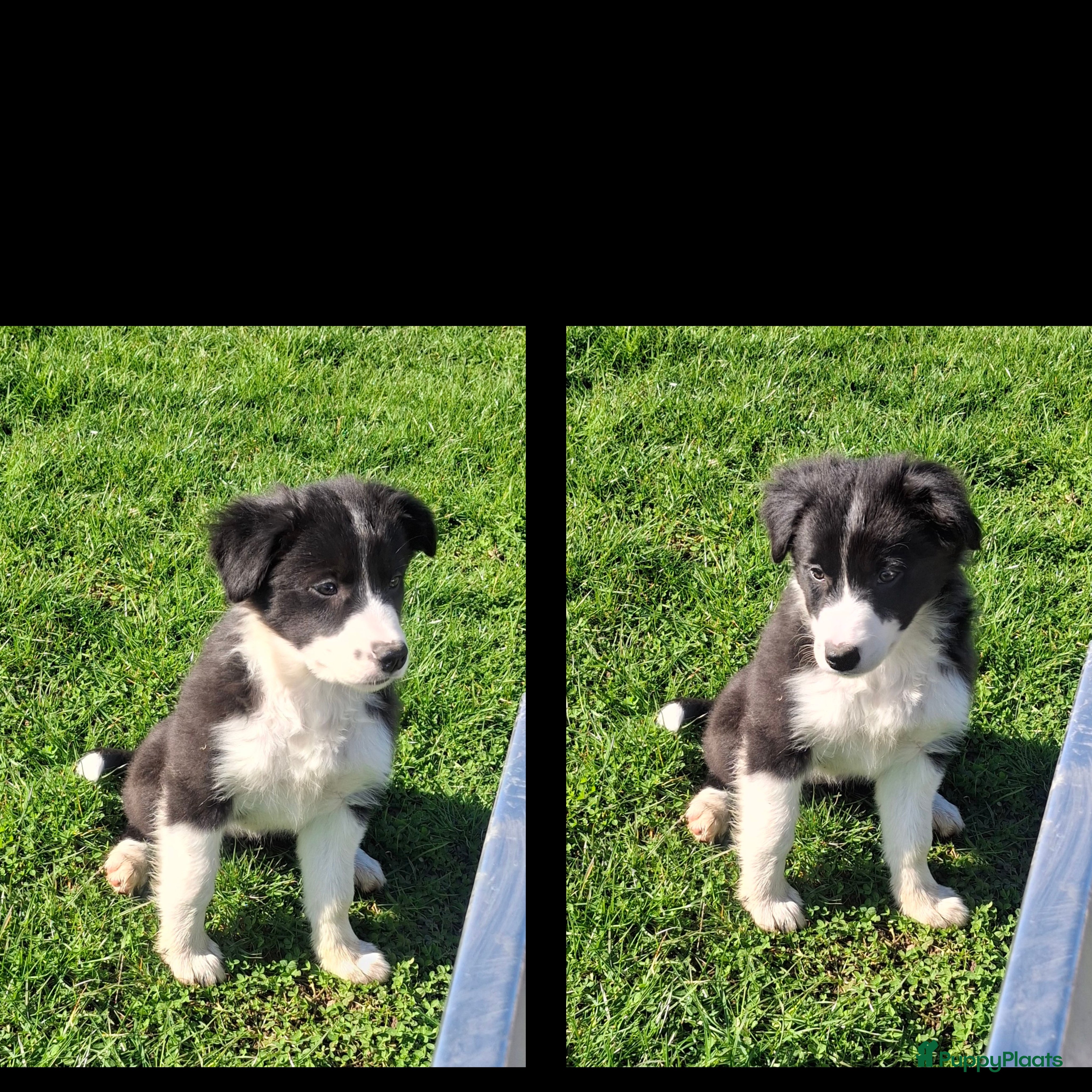 Border Collie honden Super sociale aanhankelijke pups - Advertentie 1