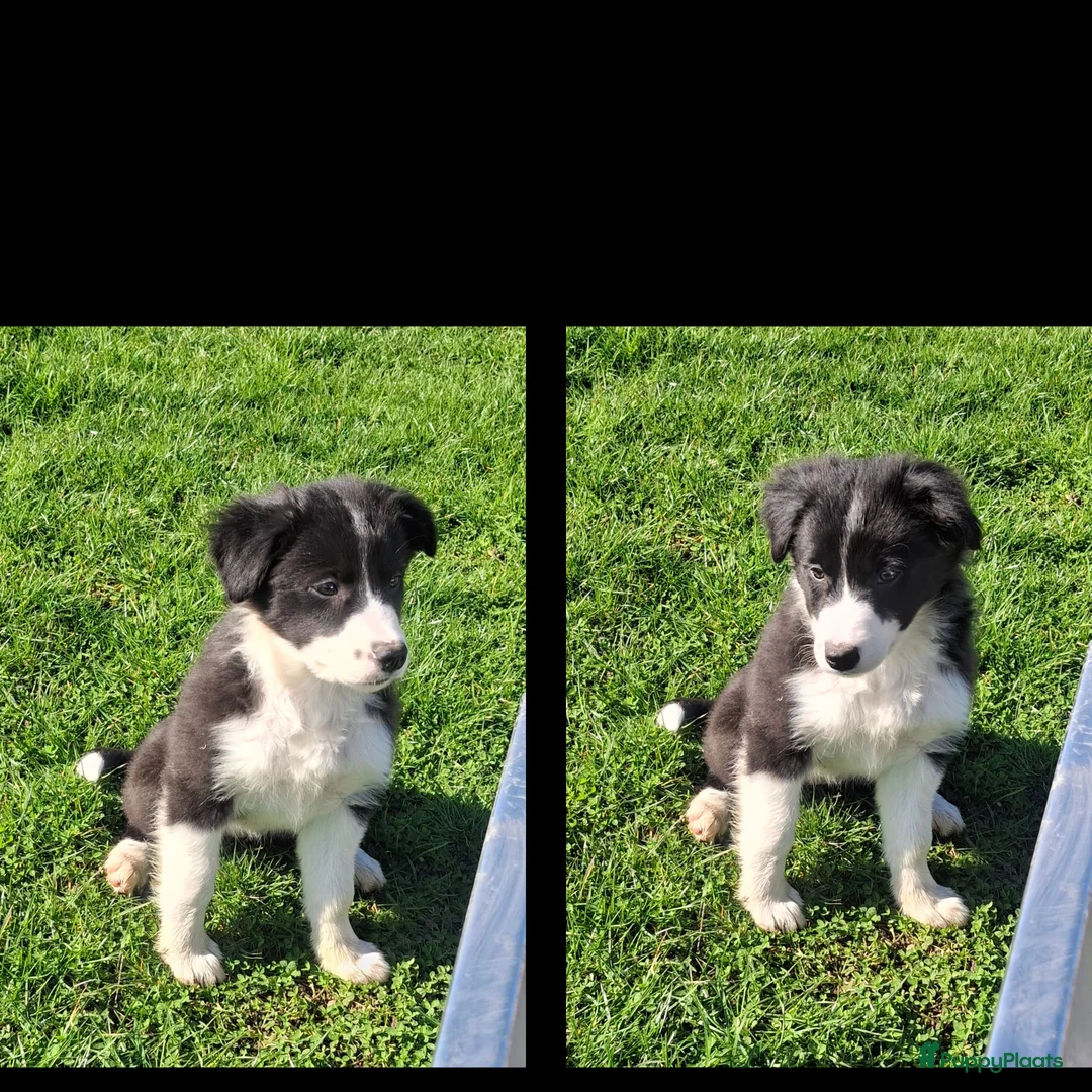 Border Collie honden te koop: Super sociale aanhankelijke pups - Advertentie 1
