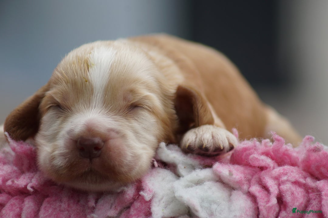 Engelse Cocker Spaniel honden te koop: Engelse Cocker Spaniel Pups met Stamboom  - Afbeelding 15