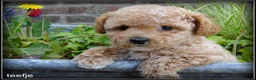 Maltipoo honden te koop: Maltipoo F1b pups - Advertentie 8