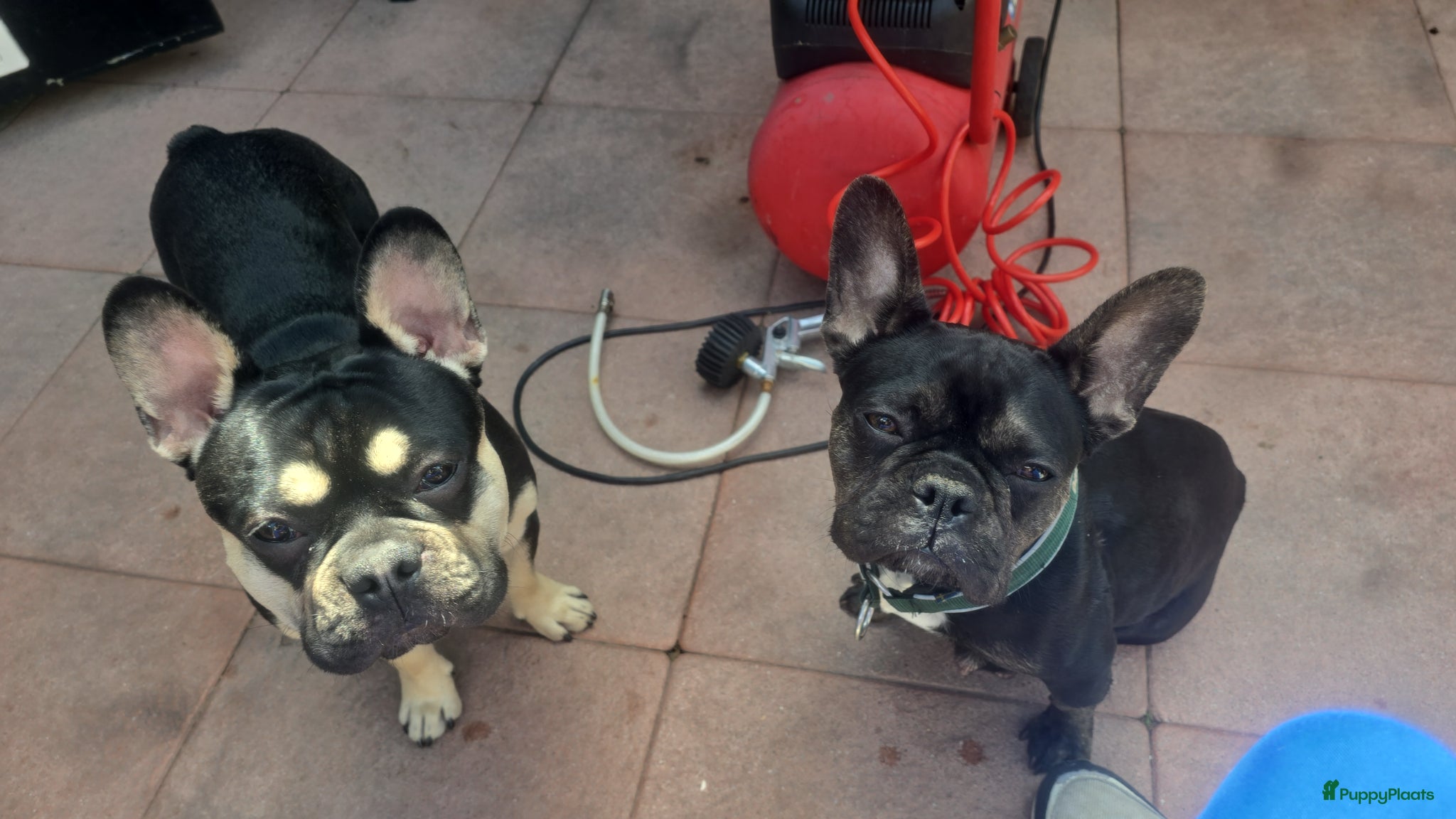 Kruising honden te koop: Mooie kruising fransebull / Americanbull - Advertentie 17