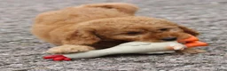 Cockapoo honden te koop: cockapoo pup, reutje - Advertentie 12