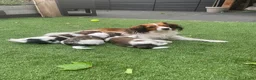 Kooikerhondje honden te koop: Kooiker pups Kooikerhondje  - Advertentie 1