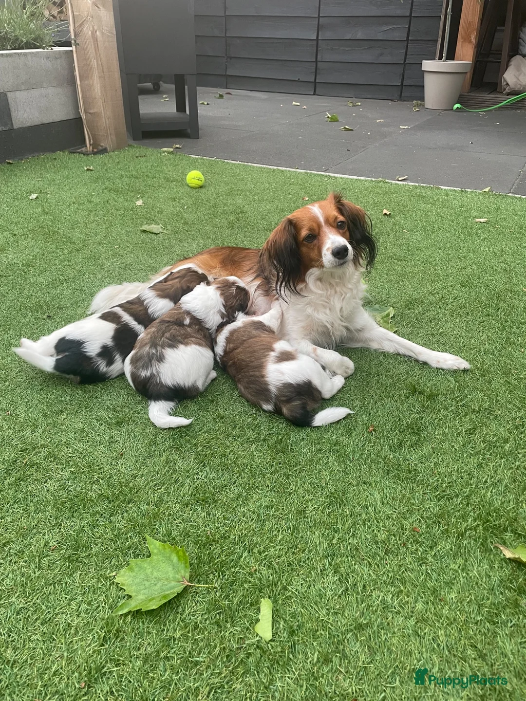 Kooikerhondje honden te koop: Kooiker pups Kooikerhondje  - Advertentie 1