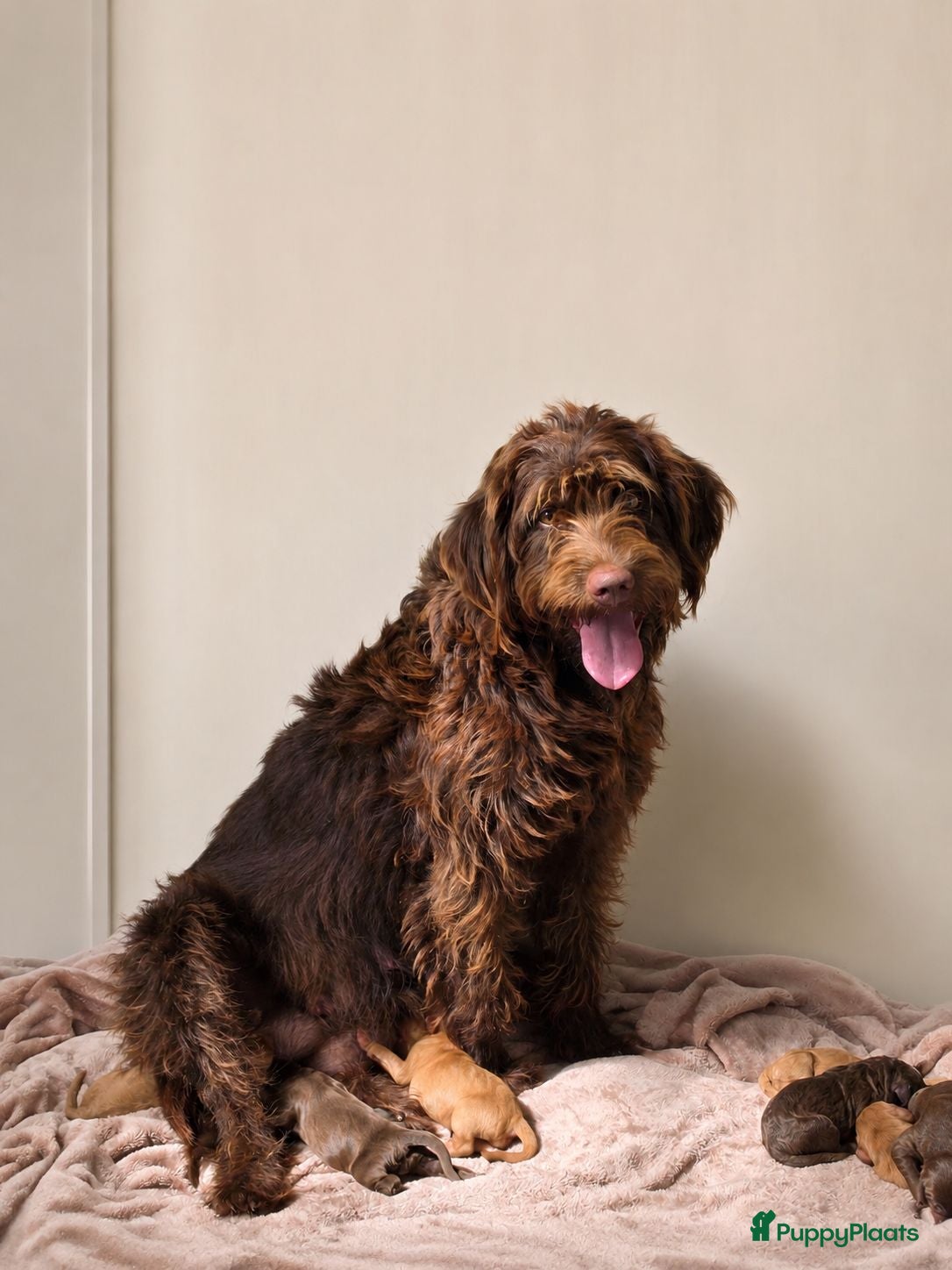 Labradoodle honden Super fijne multigen half Australian doodles🥰 - Advertentie 1