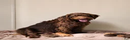 Labradoodle honden te koop: Super fijne multigen half Australian doodles🥰 - Advertentie 1