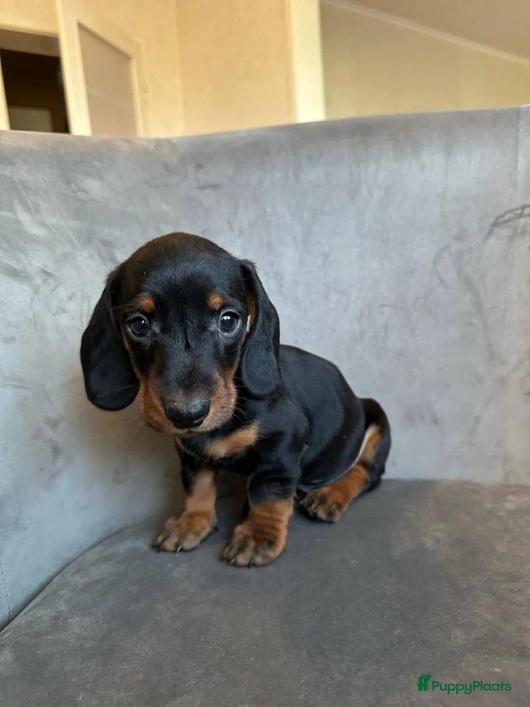 Teckel (korthaar)  honden te koop:   korthaar Teckel puppy’s, in Arnhem - Advertentie 2