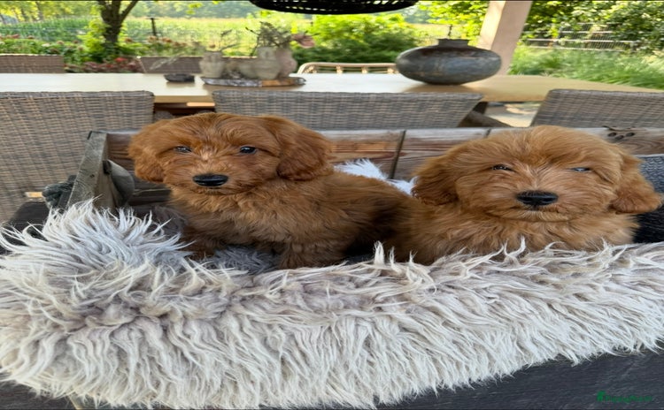 Labradoodle honden - Advertentie 1