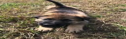 Kruising honden te koop: Duitse herder puppy’s  - Advertentie 3