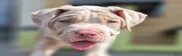 Amerikaanse Bully honden ter dekking: American Bully XL Dekreu  - Advertentie 33