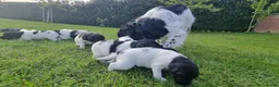 Friese Stabij honden te koop: Onze Donna heeft 6 pups - Advertentie 4