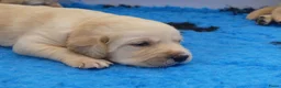 Goldador honden te koop: Prachtige Goldador pups - Advertentie 13