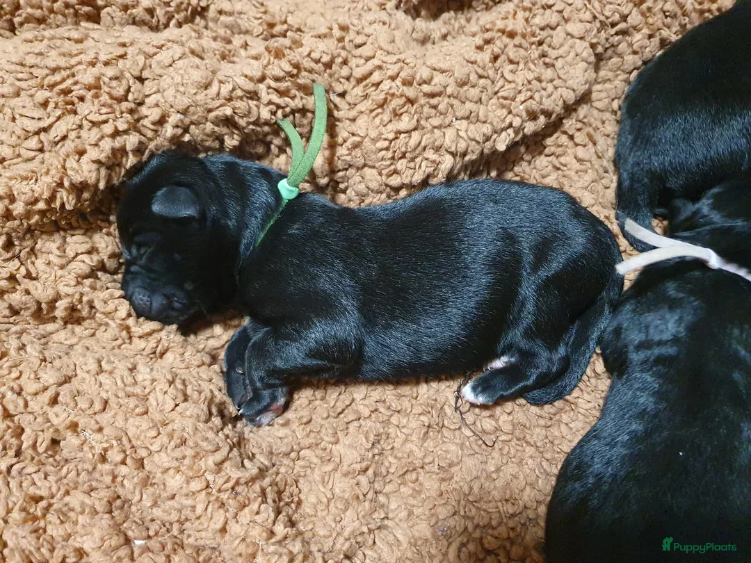 Duitse Herder honden te koop: Liefdevol gefokte Duitse Herder pups - Advertentie 3