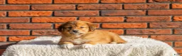 Kruising honden te koop: Super gesocialiseerde Toller x Austrlian shepherd  - Advertentie 9