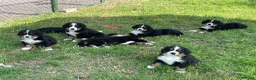 Berner Sennenhond honden te koop: Prachtige Raszuivere Berner Sennen pups te koop in Voorthuizen - Advertentie 10