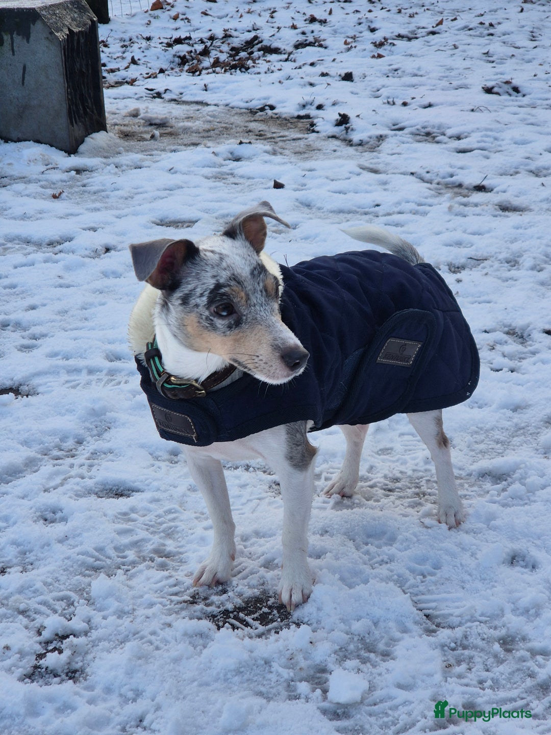 Jack Russel Terriër honden te koop: Nog 2 silver merle.reutjes uit een nestje van 6 ! - Advertentie 8