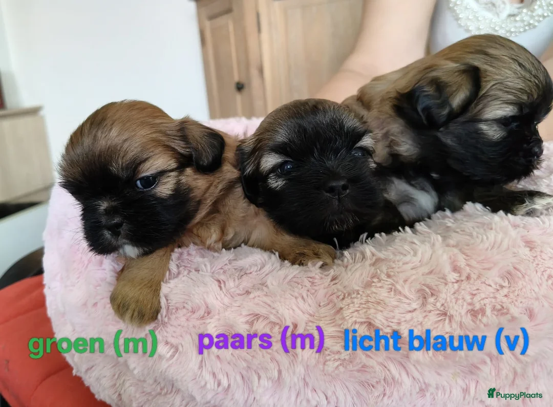 Shih Tzu honden te koop: Mooie Shih Tzu pups - Advertentie 1