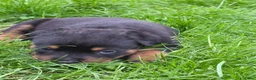 Rottweiler honden te koop: Prachtig mooie Rotweiler pups te koop! - Advertentie 7
