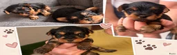 Yorkshire Terriër honden te koop: Yorkshire terriër-puppy’s  - Advertentie 6