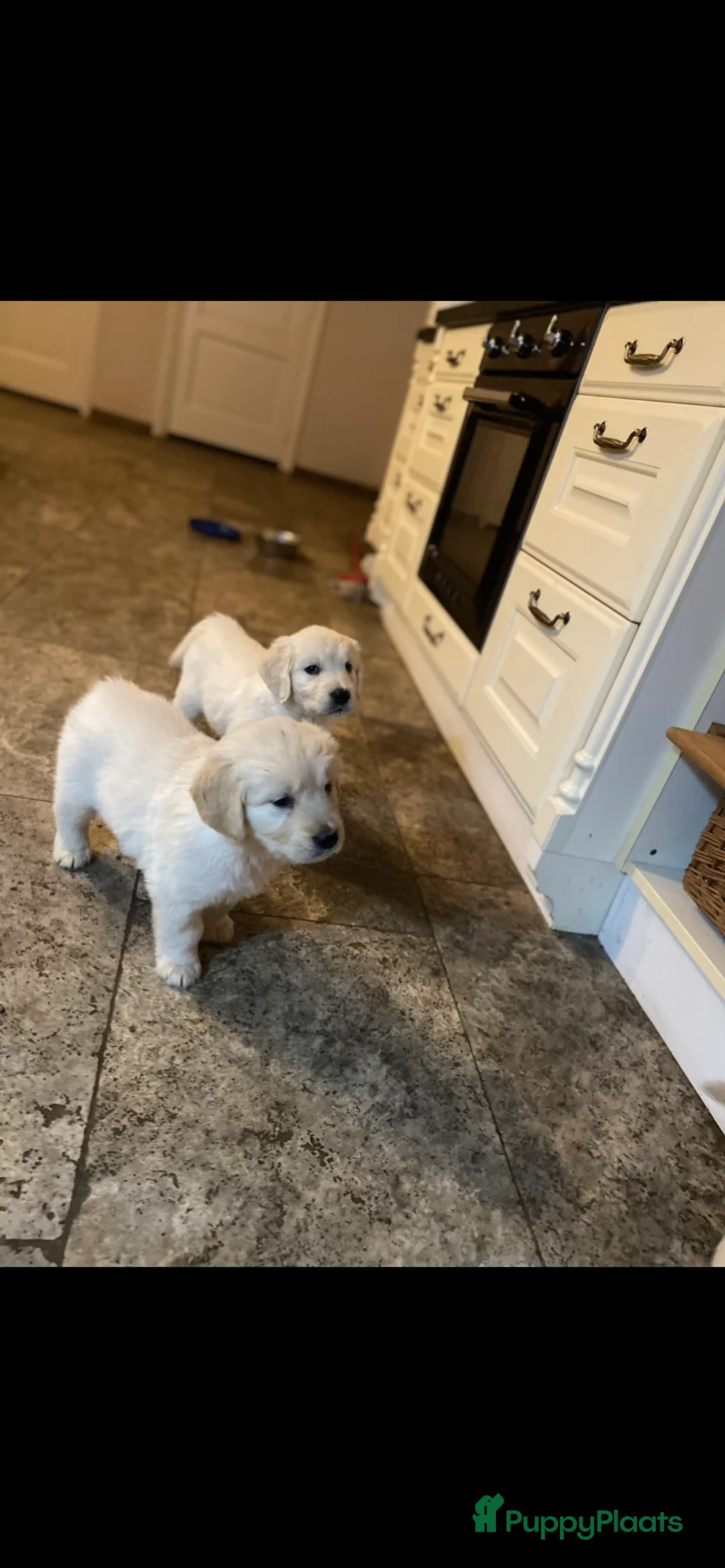 Golden Retriever honden te koop: Golden retiever pups - Advertentie 8