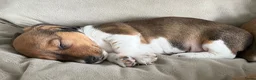 Ruwhaar Teckel honden te koop: Ruwharige piebald teckel - Advertentie 5