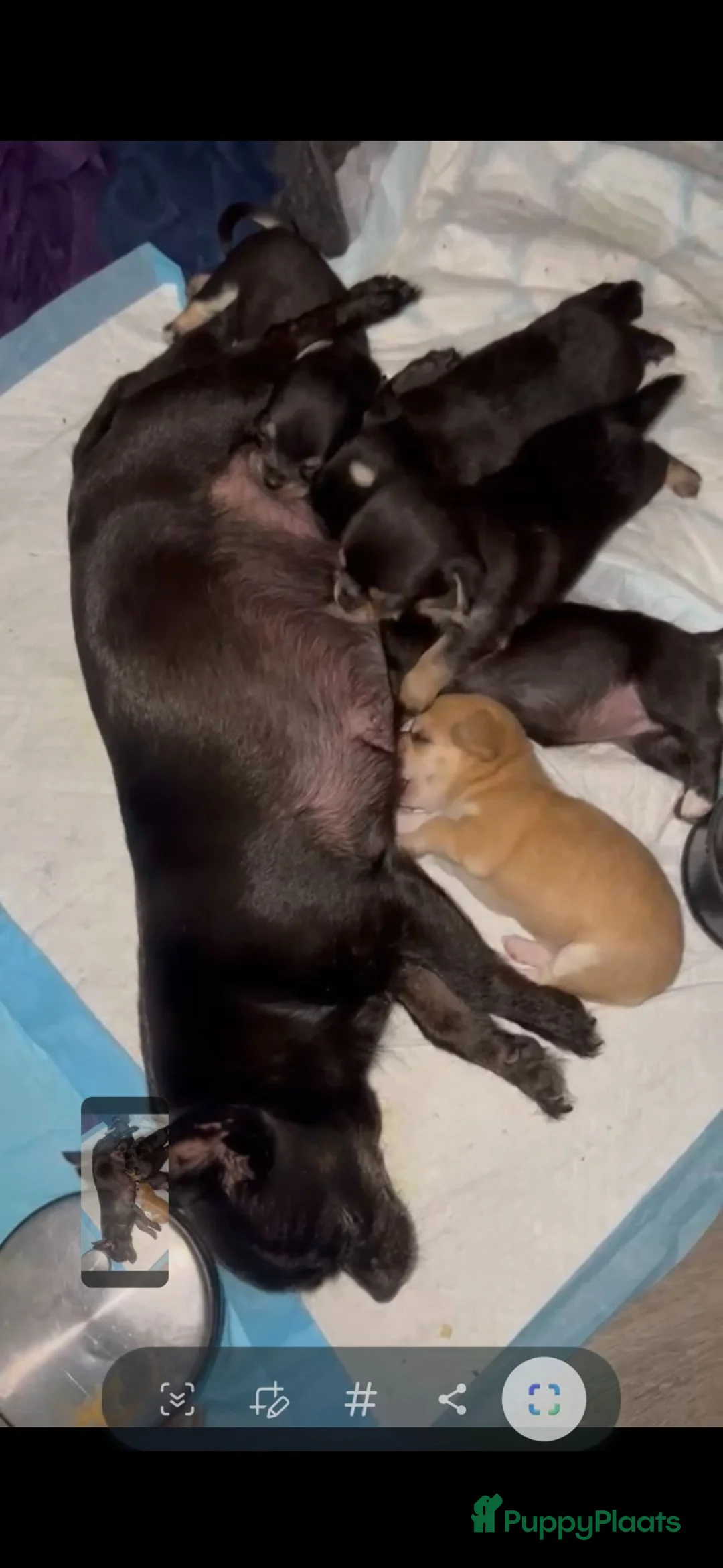 Chihuahua honden te koop: 4 mooie chihuahua pups - Advertentie 10