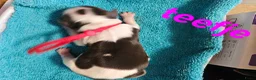 Kruising honden te koop: Boomer pups - Advertentie 9