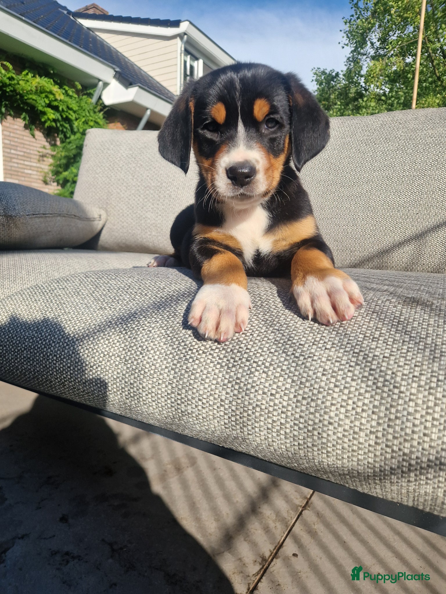 Grote Zwitserse Sennenhond honden Prachtige grote zwitserse sennenhond stamboek - Advertentie 1