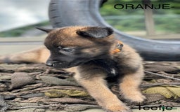 Mechelse Herder honden te koop: Mechelse herder puppy's  - Afbeelding 11
