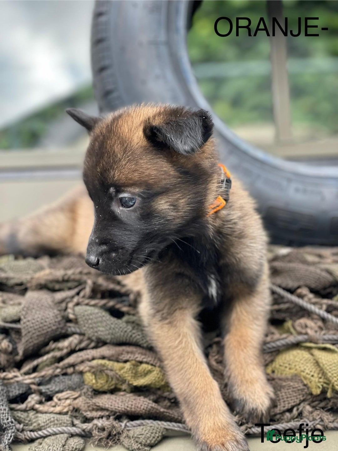 Mechelse Herder honden te koop: Mechelse herder puppy's  - Afbeelding 11