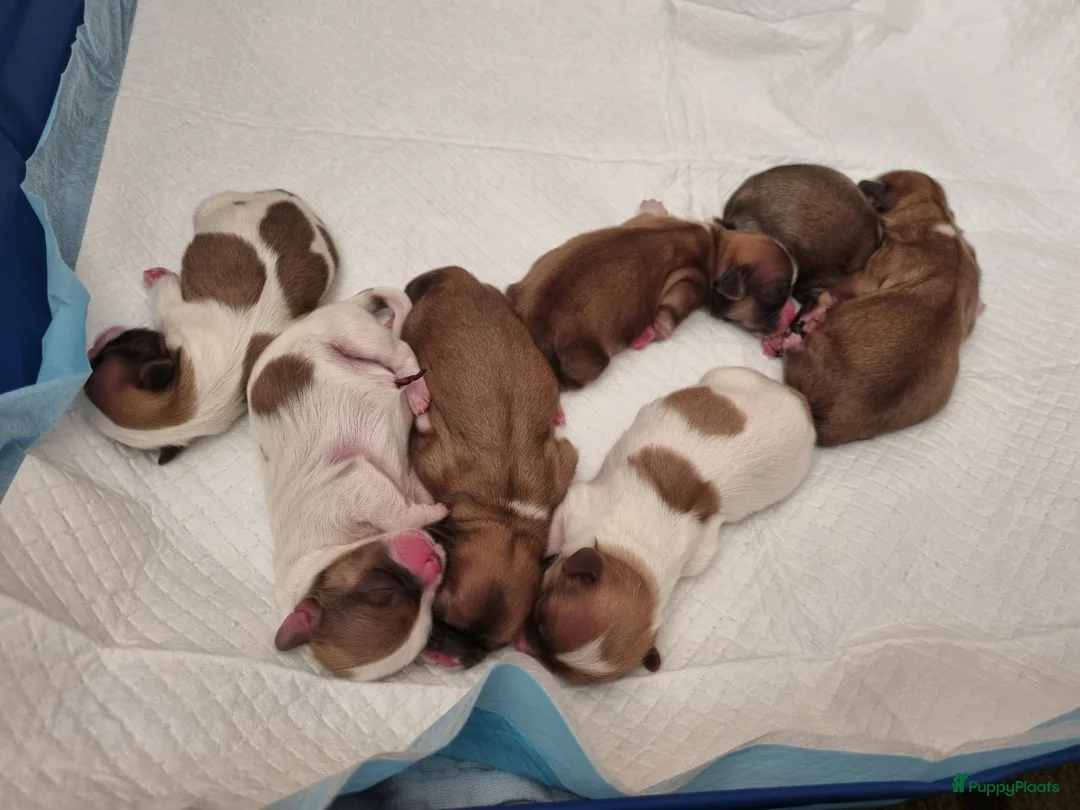 Malshi honden te koop: Liefdevol opgevoede Malshi puppy’s 🐾 Boomer puppy - Advertentie 2