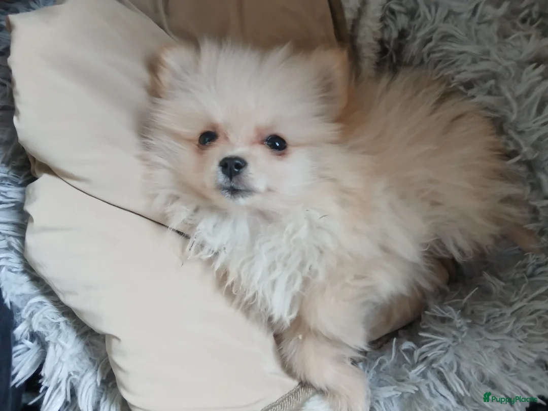 Pomchi honden te koop: Prachtig pomchi teefje - Advertentie 7