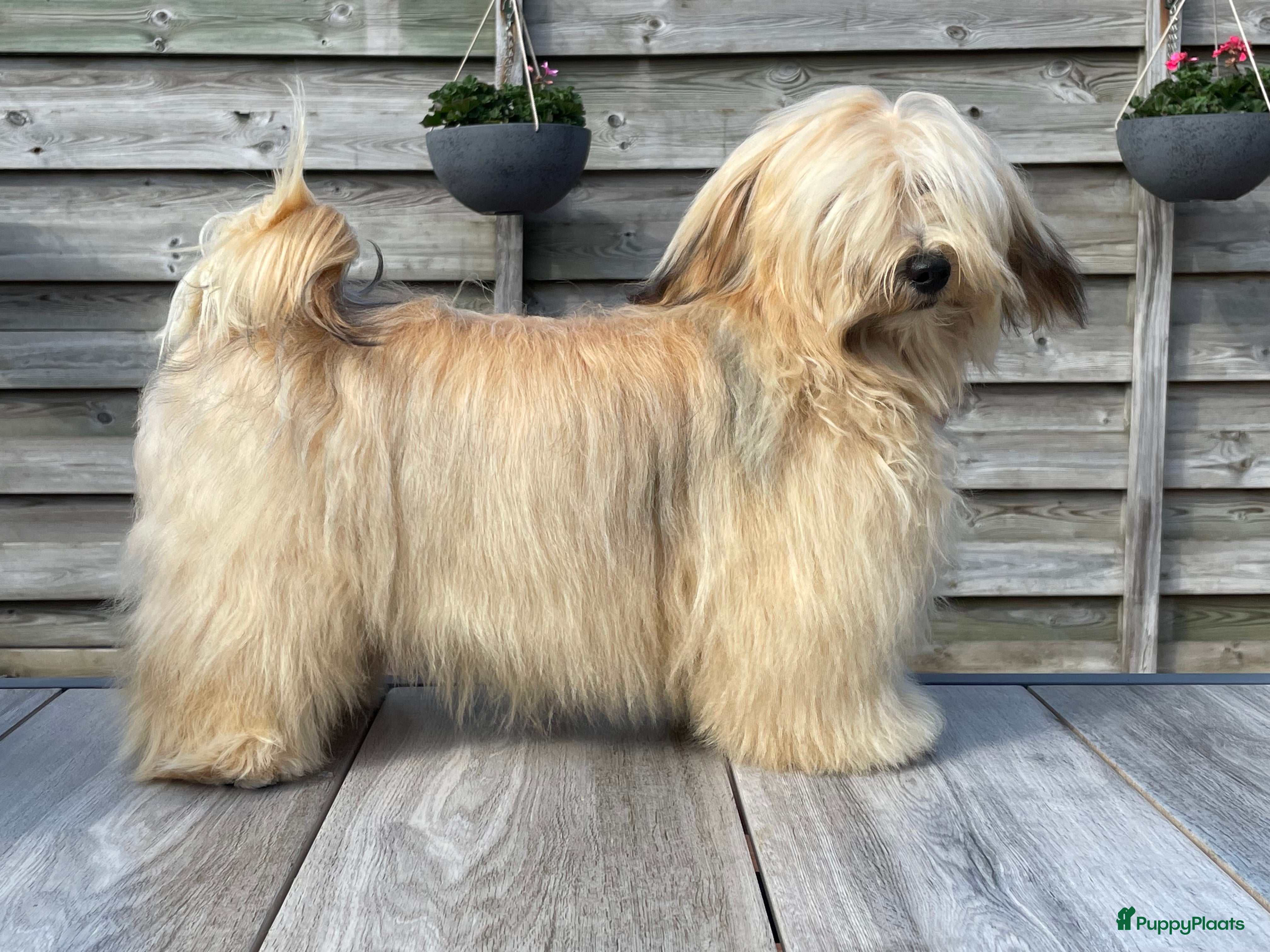 Havanezer honden Prachtige Havanezer pups verwacht - Advertentie 1