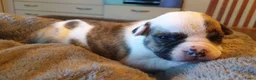 Amerikaanse Bulldog honden te koop: Mooie en gezonde Amerikaanse bulldog pups - Advertentie 8