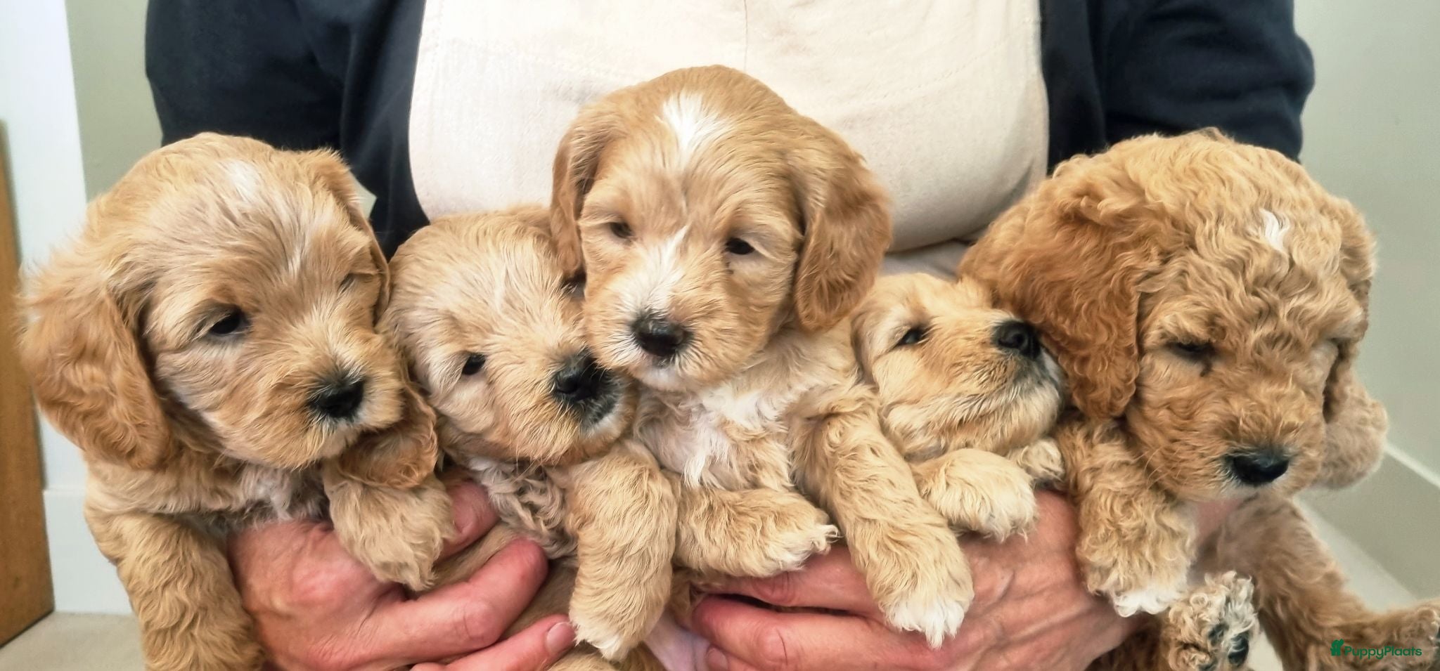 Labradoodle honden Multigen mini labradoodle - Advertentie 5