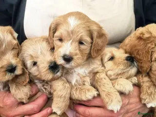 Labradoodle honden Multigen mini labradoodle - Advertentie 5