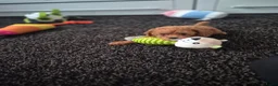 Poedel Toy honden te koop: Ieniemienie teefje 🌸💜 - Advertentie 8
