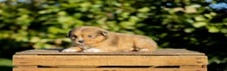 Kruising honden te koop: Gesocialiseerde Australian Shepherd x Toller pups - Advertentie 5