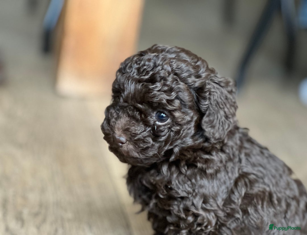 Poedel Toy honden te koop: Schitterende choco toypoedel pups uit merle moeder - Advertentie 3