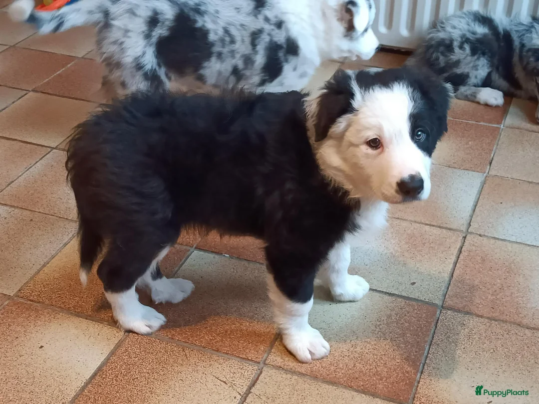 Border Collie honden te koop: Nog 1 reutje beschikbaar uit nest van 5 - Advertentie 5