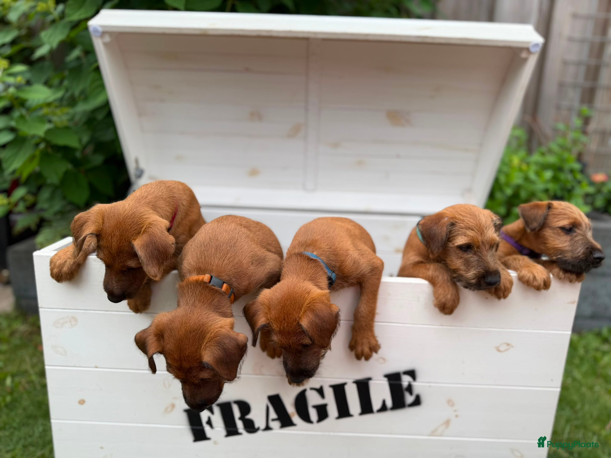 Ierse Terriër honden Pups Ierse Terriër met stamboom - Advertentie 1