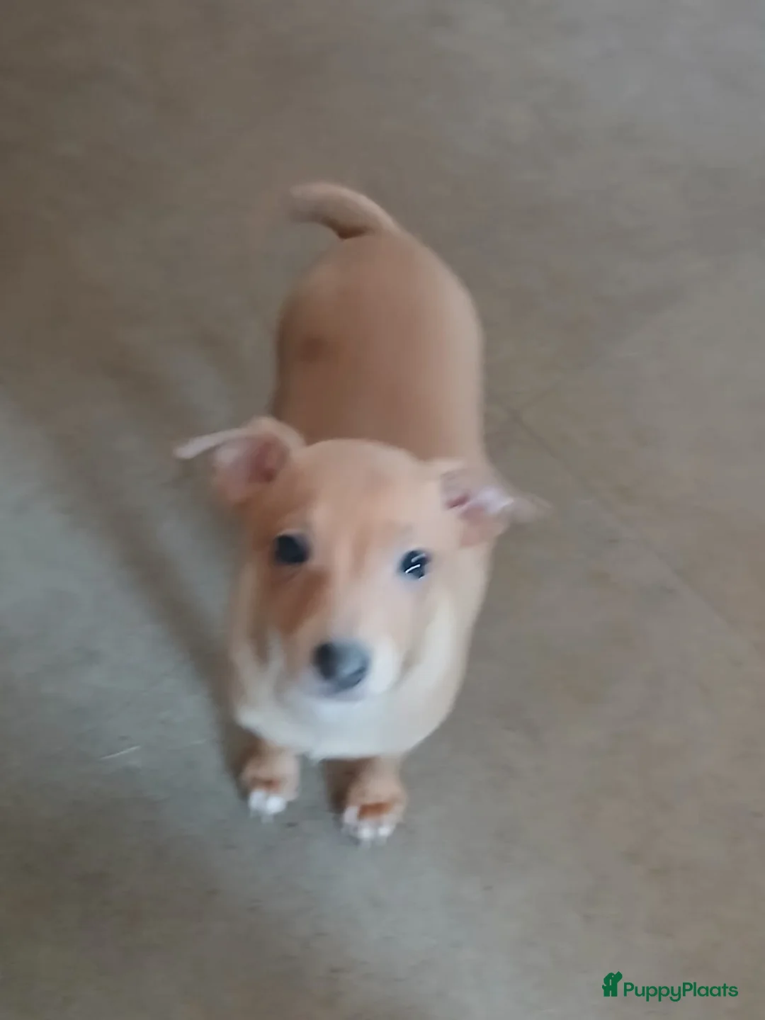 Italiaans Windhondje honden te koop: Italiaanse windhondjes zoeken gouden mandje - Advertentie 8