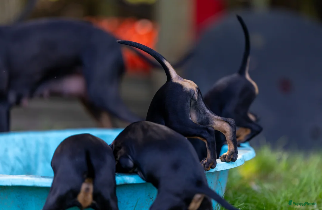 Galerij afbeelding {{count}}