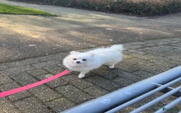 Pomeriaan honden te koop:  puppies mogen nu weg in prijs verlaagd  in Zoetermeer - Afbeelding 20