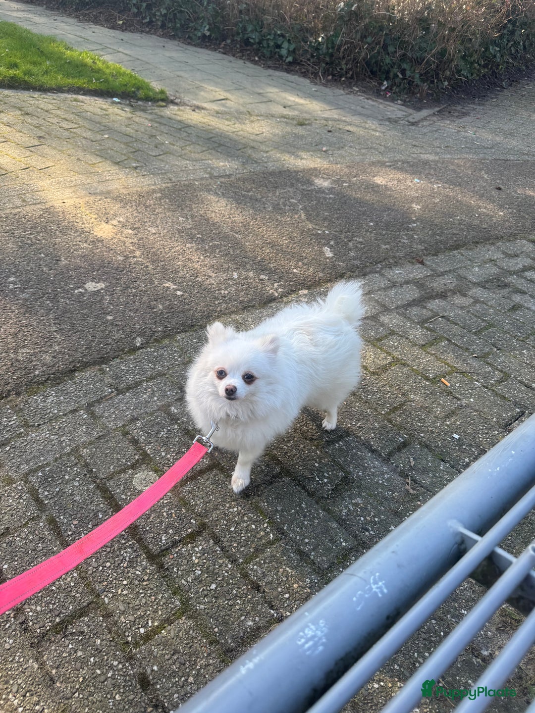 Pomeriaan honden te koop:  puppies met blauwe oogjes 😍 in Zoetermeer - Afbeelding 16