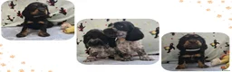 Engelse Cocker Spaniel honden te koop: Cocker Spaniel pups in Zeewolde - Advertentie 2