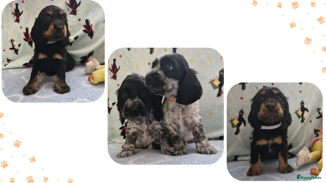 Engelse Cocker Spaniel honden te koop: Cocker Spaniel pups in Zeewolde - Advertentie 2