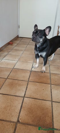 Franse Bulldog honden Lieve franse bulldog - Advertentie 1