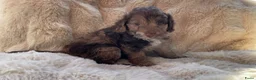 Labradoodle honden te koop: Nog 3 prachtige Labradoodle puppy’s beschikbaar - Advertentie 24