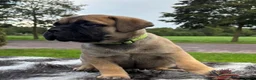 Bullmastiff honden te koop: Prachtige Bullmastiff Pups - Advertentie 4